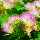 500Pcs A Set Albizia julibrissin Durazz seed ProQgf