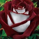 500Pcs A Set red and white stripe rose seed ProQgf