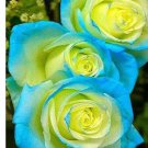500Pcs A Set blue and yellow rose seed ProQgf