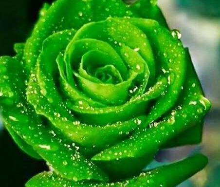 300Pcs A Set dark green color rose seed ProQgf