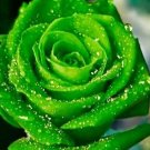 300Pcs A Set dark green color rose seed ProQgf