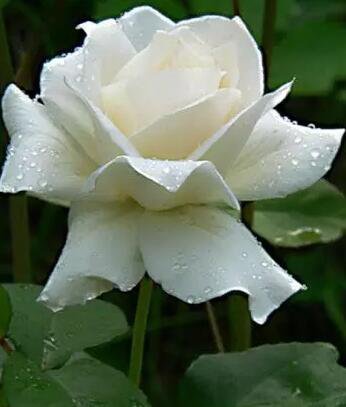 600Pcs A Set pure white color rose seed ProQgf