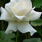 600Pcs A Set pure white color rose seed ProQgf