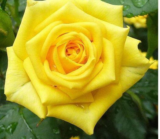 600Pcs A Set gold color rose seed ProQgf