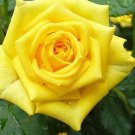 600Pcs A Set gold color rose seed ProQgf