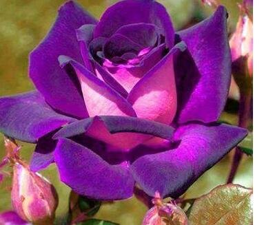 800Pcs A Set dark purple color rose seed ProQgf