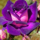800Pcs A Set dark purple color rose seed ProQgf