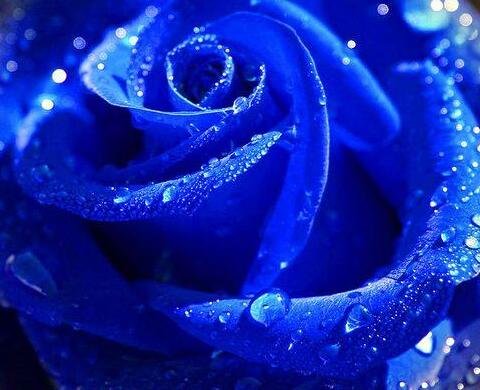 800Pcs A Set dark blue color rose seed ProQgf