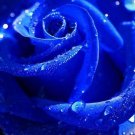 800Pcs A Set dark blue color rose seed ProQgf