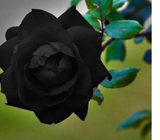 800Pcs A Set black rose color rose seed ProQgf