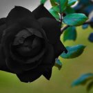 800Pcs A Set black rose color rose seed ProQgf