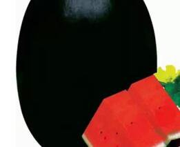 500Pcs A Set black watermelon fruit seed ProQgf