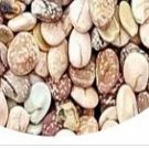 500Pcs A Set lupine flower seed ProQgf