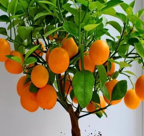 500Pcs A Set orange fruit seed ProQgf