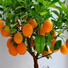 500Pcs A Set orange fruit seed ProQgf
