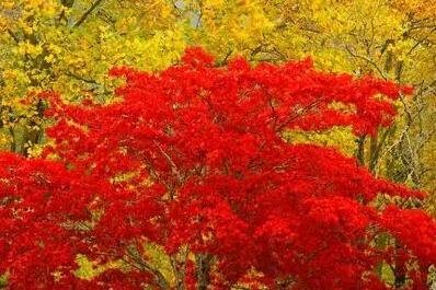 500Pcs A Set japanese red maple tree seed ProQgf