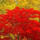 500Pcs A Set japanese red maple tree seed ProQgf