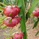 500Pcs A Set Dragon fruit seed ProQgf