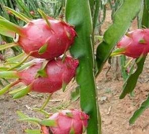 500Pcs A Set Dragon fruit seed ProQgf