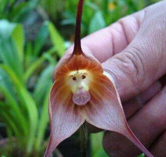 50Pcs A Set monkey face orchid flower seed ProQgf