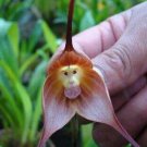 50Pcs A Set monkey face orchid flower seed ProQgf