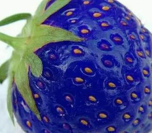 5000Pcs A Set blue strawberry seed ProQgf