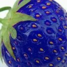 5000Pcs A Set blue strawberry seed ProQgf