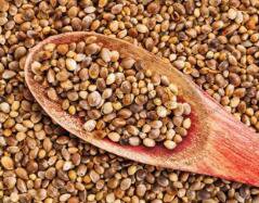 500Pcs A Set hemp seed ProQgf