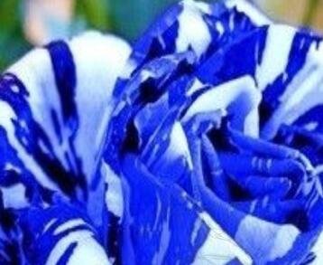 500Pcs A Set Blue Stripe Rose flower seed ProQgf