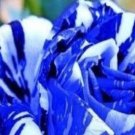 500Pcs A Set Blue Stripe Rose flower seed ProQgf