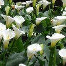 500Pcs A Set callas lily seed ProQgf