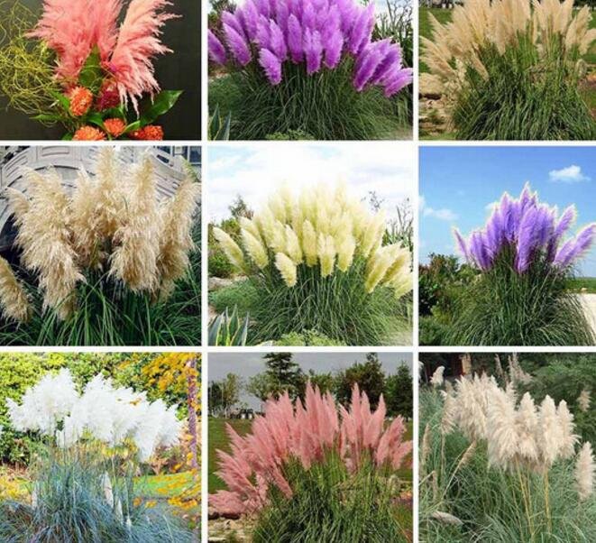 5000Pcs A Set pampas grass seed ProQgf