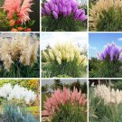 5000Pcs A Set pampas grass seed ProQgf