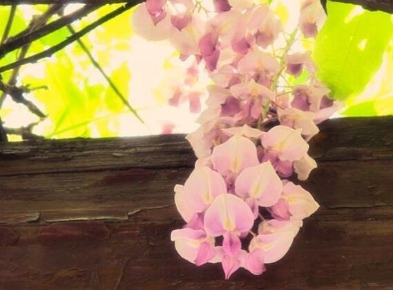 200Pcs A Set pink wisteria tree seed ProQgf