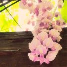 200Pcs A Set pink wisteria tree seed ProQgf