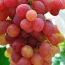 500Pcs A Set grape fruit seed ProQgf