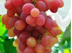 500Pcs A Set grape fruit seed ProQgf