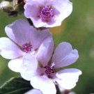 500Pcs A Set althaea officinalis marshmallow seed ProQgf