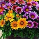 500Pcs A Set  Gazania flower seed ProQgf