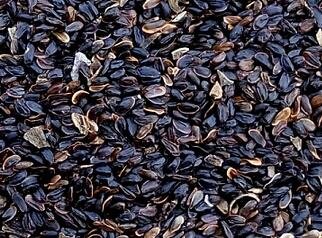 5000Pcs A Set Azalea tree seed ProQgf