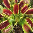 500Pcs A Set Venus Flytrap Insectivorous  seed ProQgf