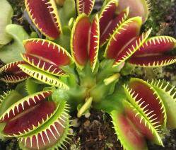 500Pcs A Set Venus Flytrap Insectivorous  seed ProQgf
