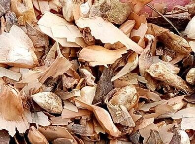 500Pcs A Set Pseudolarix Amabilis seed ProQgf