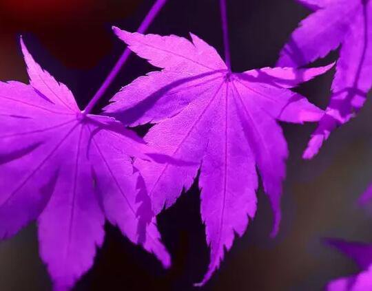 500Pcs A Set purple maple tree seed ProQgf