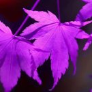 500Pcs A Set purple maple tree seed ProQgf