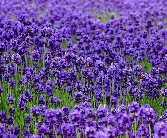500Pcs A Set lavender flower seed ProQgf