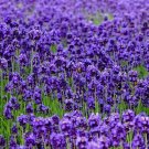 500Pcs A Set lavender flower seed ProQgf