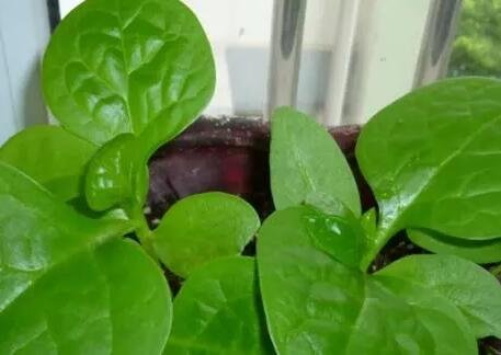 500Pcs A Set spinach vegetable seed ProQgf
