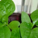 500Pcs A Set spinach vegetable seed ProQgf