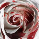 500Pcs A Set white blood flower seed ProQgf